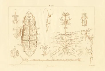 Métamorphose
